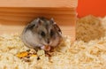 The Djungarian dwarf hamster is sitting near the hole of the wooden house and eating dry food Royalty Free Stock Photo