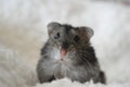 Djungarian hamster adorable portrait