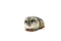 Djungarian Hamster baby Royalty Free Stock Photo