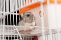 Djungarian hamster in a cage Royalty Free Stock Photo