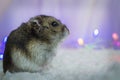 Djungarian hamster and christmas lights