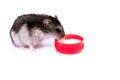 Djungarian hamster eating from red bowl isolated on white background Royalty Free Stock Photo