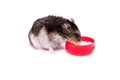 Djungarian hamster eating from red bowl isolated on white background Royalty Free Stock Photo