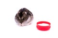 Djungarian hamster eating from red bowl isolated on white background Royalty Free Stock Photo