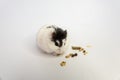 Djungarian hamster eating in sawdust on white background Royalty Free Stock Photo