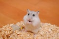 Djungarian hamster Royalty Free Stock Photo