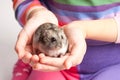 Djungarian hamster in girl hand Royalty Free Stock Photo