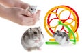 Djungarian hamster Royalty Free Stock Photo