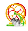 Djungarian hamster Royalty Free Stock Photo