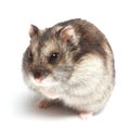 Djungarian hamster (Phodopus sungorus) Royalty Free Stock Photo