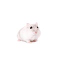 Djungarian Hamster, Phodopus sungorus, baby Royalty Free Stock Photo