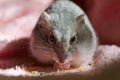 Djungarian hamster Royalty Free Stock Photo
