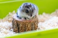 Djungarian hamster in sawdust in green cage. Domestic pets and rodents. Royalty Free Stock Photo