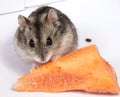 Djungarian hamster in sawdust on white backgroun Royalty Free Stock Photo