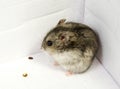 Djungarian hamster in sawdust on white backgroun Royalty Free Stock Photo