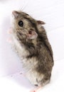 Djungarian hamster in sawdust on white backgroun Royalty Free Stock Photo