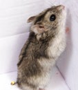 Djungarian hamster in sawdust on white backgroun Royalty Free Stock Photo