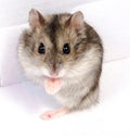 Djungarian hamster in sawdust on white background. Royalty Free Stock Photo