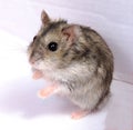 Djungarian hamster in sawdust on white background. Royalty Free Stock Photo