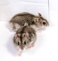 Djungarian hamster in sawdust on white background. Royalty Free Stock Photo