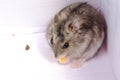 Djungarian hamster in sawdust on white background. Royalty Free Stock Photo