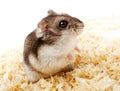 Djungarian hamster in sawdust Royalty Free Stock Photo