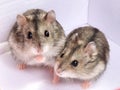 Djungarian hamster in sawdust on white background. Royalty Free Stock Photo