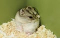 Djungarian hamster is washing self in cage corner