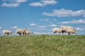 Dke with flock of sheep and beautiful Dutch clouds sky