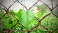 DLEAVES LOVE, Green heart leaf, nature background