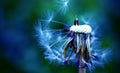 Dandelion at the meadow spring pollination seeds in blue color Royalty Free Stock Photo