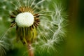 Dandelion at the meadow spring pollination seeds Royalty Free Stock Photo