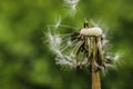 Dandelion at the meadow spring pollination seeds Royalty Free Stock Photo