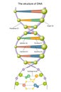 DNA