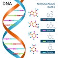 Dna Bases Poster Royalty Free Stock Photo