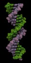 DNA chains