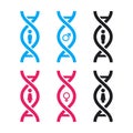 The DNA compilation of Human Gender. Isolated Vector Illustration