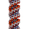 DNA (A-DNA conformation) structure Royalty Free Stock Photo