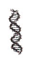 DNA Double Helix