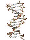 DNA double helix molecule