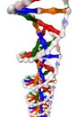 DNA helix (isolated)