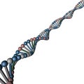 DNA helix