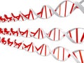 Dna helixes