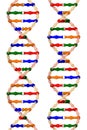 DNA helixes (isolated on a white background)