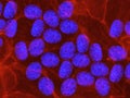 The DNA of human embryonic stem cells stained in blue with fluorescent dye