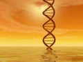 DNA landscape