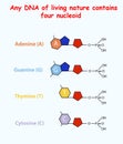 DNA of living nature contains four nucleoid. Adenine, guanine, thymine, cytosine. Vector info graphic