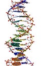 DNA macromolecule Royalty Free Stock Photo