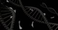 DNA model in 3d illustration