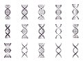 DNA model elements. Chemistry spiral chromosome structure concept, gene microbiology, molecule helix structure, medical